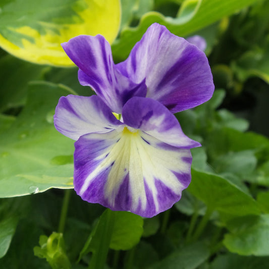 Rebecca Cawthorme' Perennial Violet (Viola) - Photo Property of Garden Crossings LLC