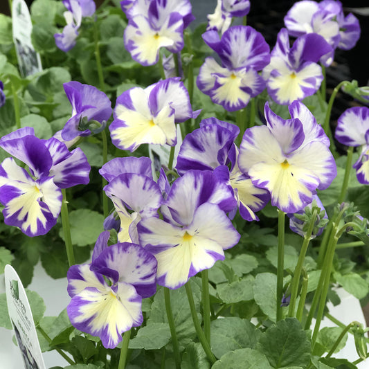Rebecca Cawthorme' Perennial Violet (Viola) - Photo Property of Garden Crossings LLC