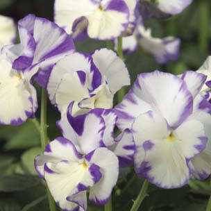 'Rebecca Cawthorne' Perennial Violet (Viola) features white flowers with purple edges and markings, ruffled petals, and green leaves - Photo Courtesy of Proven Winners, Inc.
