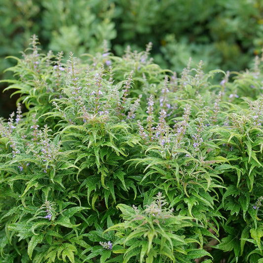 Featherman™ Chastetree (Vitex) - Photo Courtesy of Proven Winners, Inc.