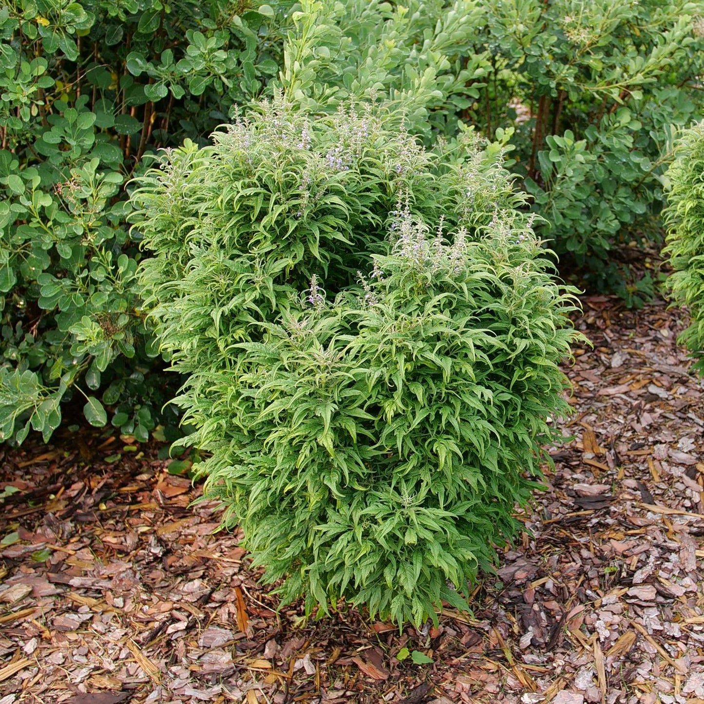 The Featherman™ Chastetree (Vitex) is a dense, bushy shrub with narrow, pointed leaves and small purple flower spikes. Deer resistant and pollinator-friendly, it thrives in a mulched garden bed among other leafy plants - Photo Courtesy of Proven Winners, Inc.