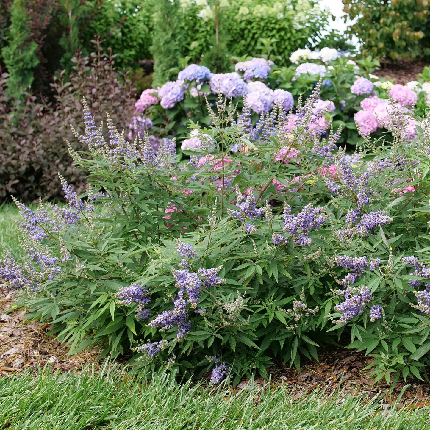 A garden with a drought-tolerant Rock Steady® Chastetree (Vitex) showing clusters of small purple flowers in front, backed by blooming pink and purple hydrangeas, all set among green grass and lush plants - Photo Courtesy of Proven Winners, Inc.
