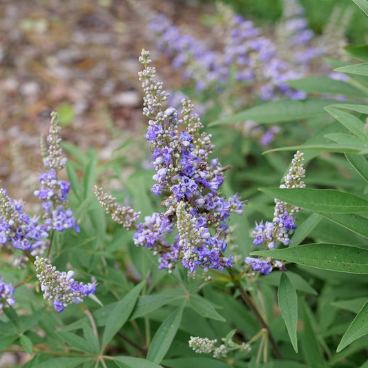 Rock Steady® Chastetree (Vitex) - Photo Courtesy of Proven Winners, Inc.