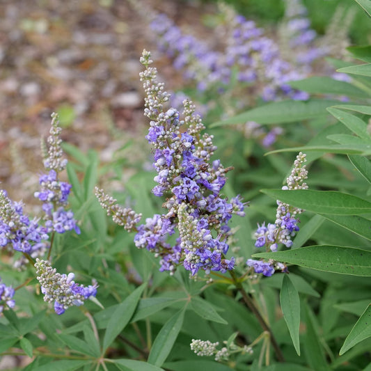 Close-up of clusters of small purple flowers bloom on tall green stems of Rock Steady® Chastetree (Vitex), surrounded by elongated green leaves, with a blurred backdrop of soil and foliage - Photo Courtesy of Proven Winners, Inc.
