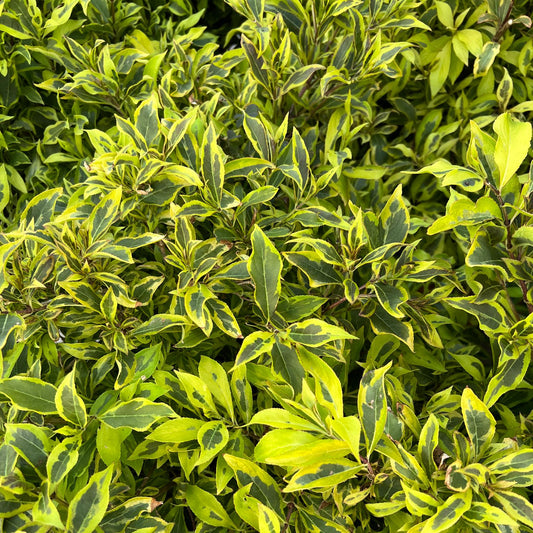 Bubbly Wine® Weigela features lush green leaves with yellow edges and is deer-resistant. This vibrant shrub forms a dense, textured display, offering lasting beauty and healthy foliage for your garden. - Photo Property of Garden Crossings LLC