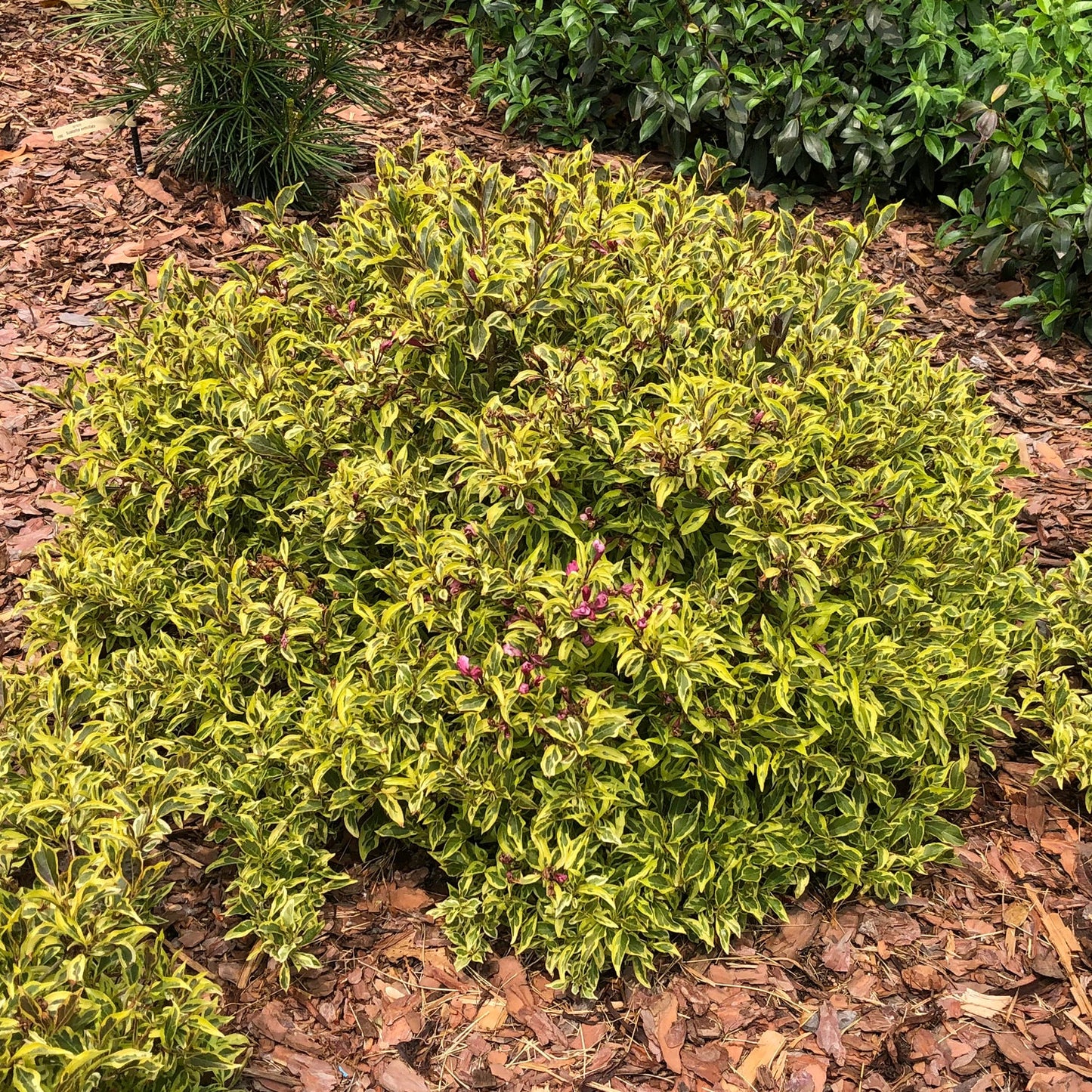 Top-down view of Bubbly Wine® Weigela is a dense, rounded shrub with yellow-green variegated leaves and small pink buds, thriving in a mulched garden bed amid other greenery. - Photo Property of Garden Crossings LLC