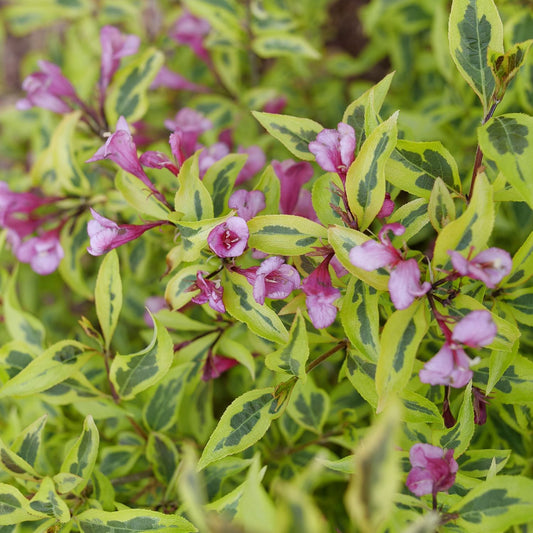 Bubbly Wine® Weigela - Photo Courtesy of Proven Winners, Inc.