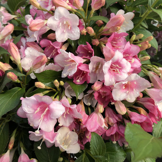A cluster of pink and white tubular flowers with green leaves and unopened buds—this deer-resistant shrub is Czechmark Trilogy® Weigela. - Photo Property of Garden Crossings LLC
