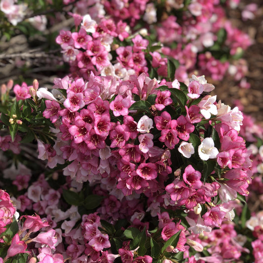 Clusters of pink and white flowers bloom densely on green leafy branches of the Czechmark Trilogy® Weigela, a deer-resistant shrub. Its vibrant blossoms stand out against a softly blurred background. - Photo Property of Garden Crossings LLC