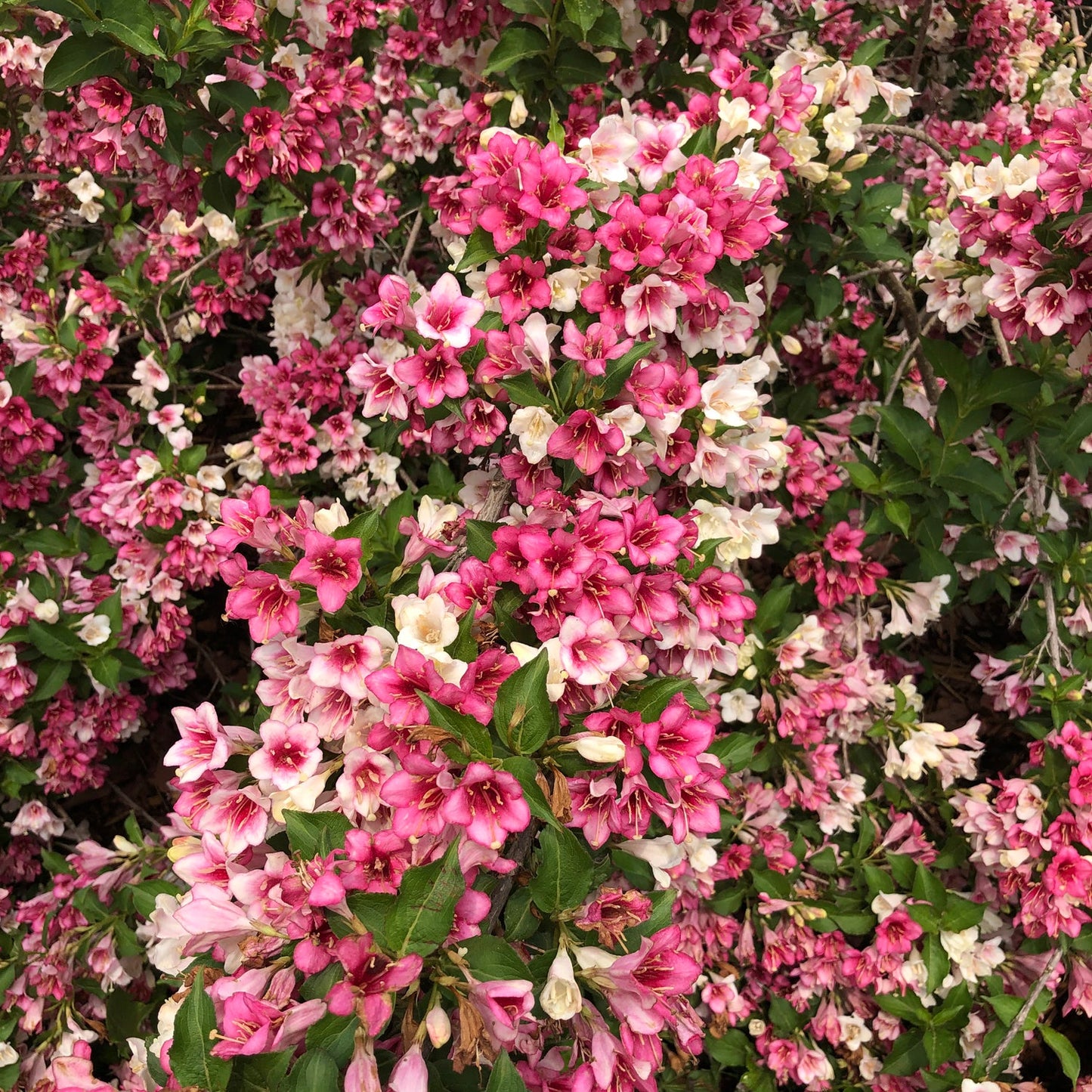 A lush cluster of vibrant pink and white blooms with green leaves from Czechmark Trilogy® Weigela fills the frame, showcasing this beautiful flowering shrub's stunning and abundant display. - Photo Property of Garden Crossings LLC
