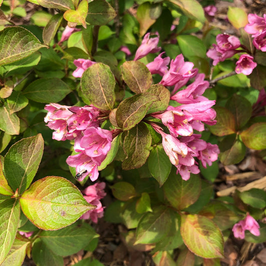 Clusters of pink trumpet-shaped flowers bloom among green leaves, some bearing brown patches, on the compact Midnight Sun® Weigela shrub. Sunlight highlights the colorful foliage, and a small black insect appears on one lower leaf. - Photo Property of Garden Crossings LLC