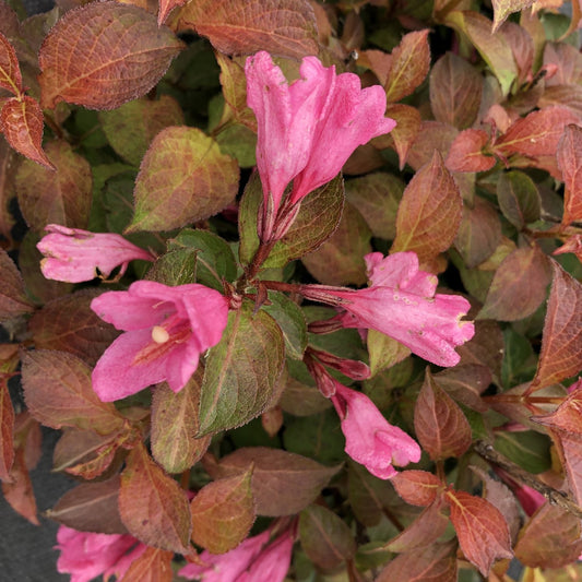 Midnight Sun® Weigela features clusters of trumpet-shaped, bright pink flowers amid green and reddish-brown leaves, creating a compact shrub with vibrant foliage. - Photo Courtesy of Proven Winners, Inc.