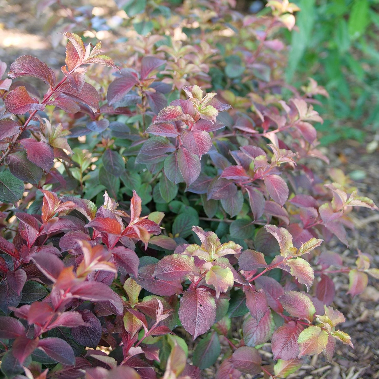 Compact shrub with reddish-purple foliage and green new growth, growing in a mulched garden bed. Sunlight enhances its texture, making Midnight Sun® Weigela a vibrant and eye-catching choice for any landscape. - Photo Courtesy of Proven Winners, Inc.