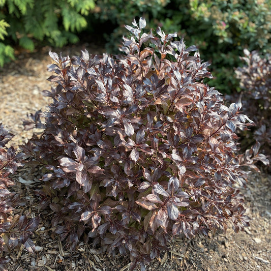 Top-down view of a round shrub with purplish-bronze leaves, the Midnight Wine Shine® Weigela, is planted in mulch with green foliage visible in the background - Photo Property of Garden Crossings LLC.