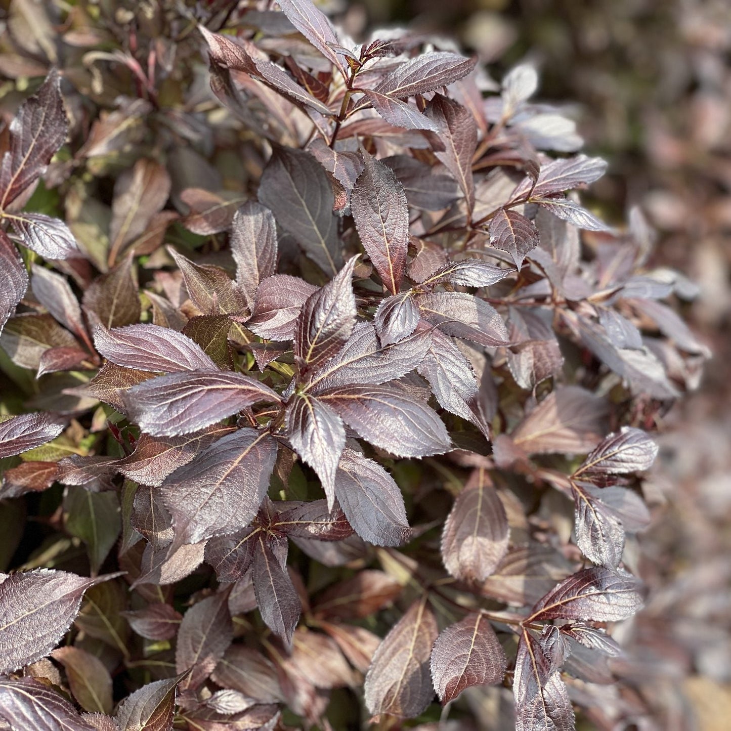 Close-up of glossy, purplish-brown leaves densely cover Midnight Wine Shine® Weigela, a dark foliage shrub, with sunlight highlighting the metallic sheen on its textured surfaces - Photo Property of Garden Crossings LLC.