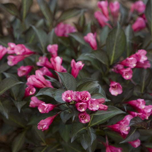 Midnight Wine Shine® Weigela - Photo Courtesy of Proven Winners, Inc.