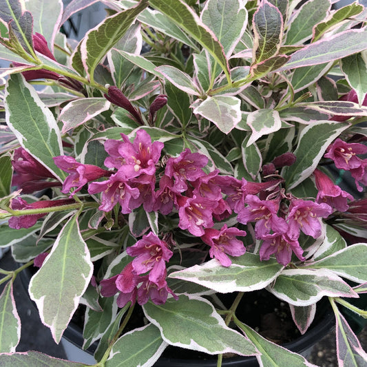 Variegated green and white leaves surround clusters of deep pink trumpet-shaped flowers on the compact My Monet Purple Effect® Weigela, creating a striking contrast in any garden. - Photo Property of Garden Crossings LLC