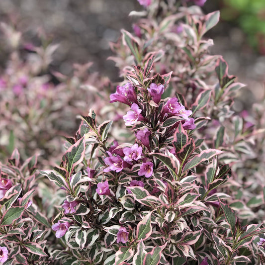 My Monet Purple Effect® Weigela - Photo Property of Garden Crossings LLC