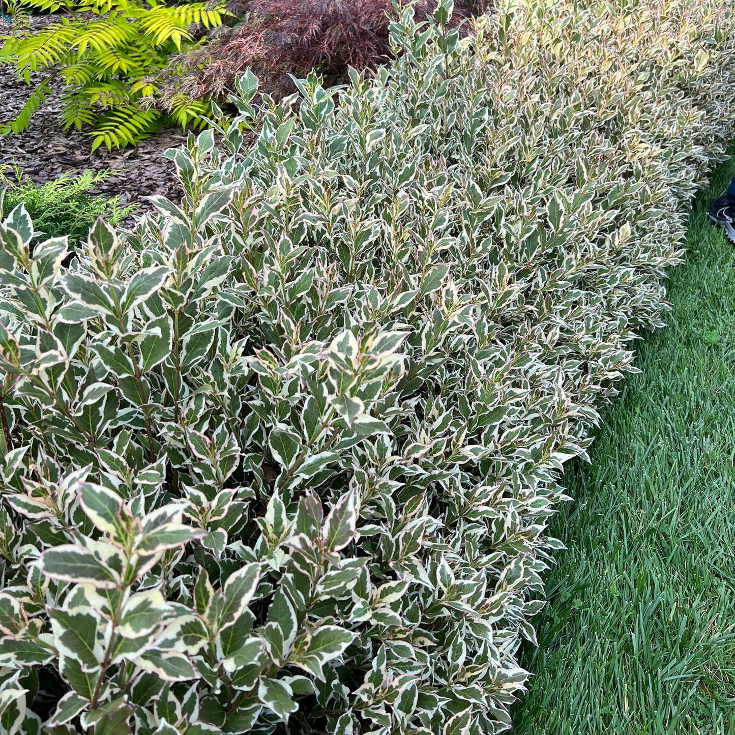 A row of My Monet Purple Effect® Weigela shrubs, with green leaves edged in white, lines a neatly trimmed lawn in a landscaped garden. Other colorful foliage appears in the background. - Photo Property of Garden Crossings LLC