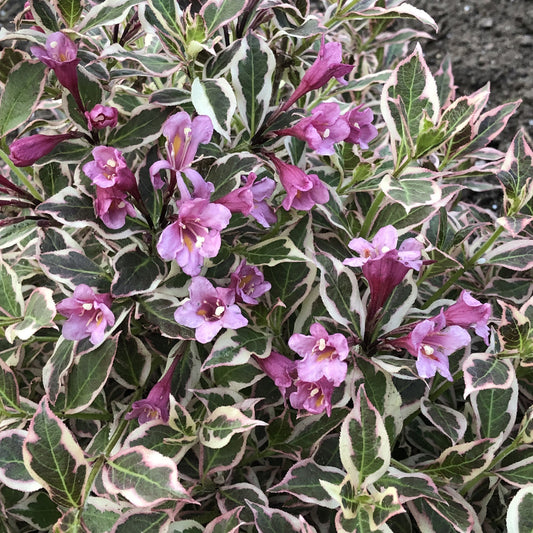My Monet® Weigela - Photo Property of Garden Crossings LLC