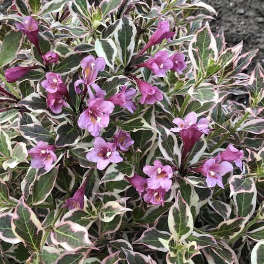 My Monet® Weigela is a flowering shrub with green and white variegated foliage, featuring clusters of trumpet-shaped pink-purple blooms - Photo Property of Garden Crossings LLC
