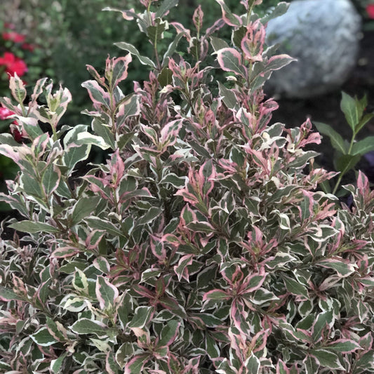 My Monet® Weigela, a dense flowering shrub with green leaves edged in white and pink, grows outdoors among rocks and other plants. - Photo Property of Garden Crossings LLC