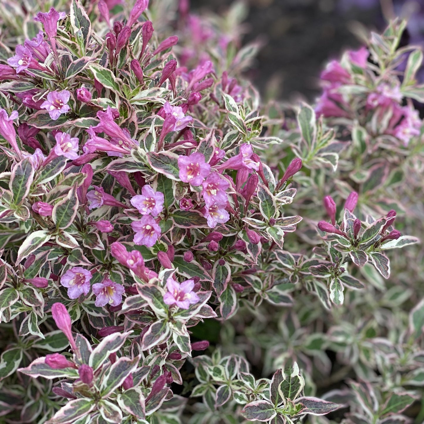 My Monet® Weigela is a flowering shrub with small pink buds and blossoms clustered among green leaves edged in white, creating vibrant, dense variegated foliage. - Photo Property of Garden Crossings LLC