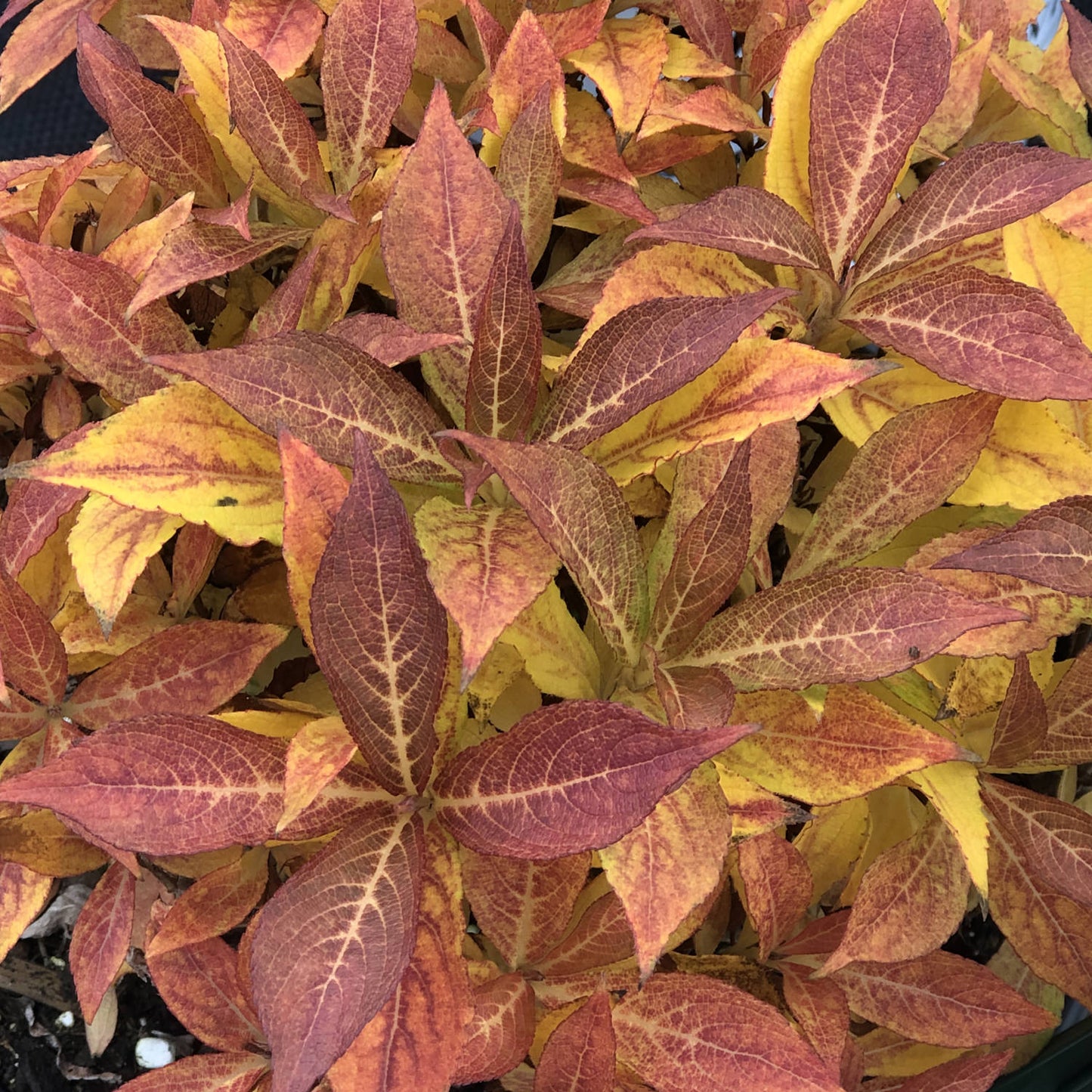 A cluster of vibrant red, orange, and yellow leaves with textured surfaces and visible veins overlap closely, resembling those found on the compact Snippet® Dark Pink Weigela shrub. - Photo Property of Garden Crossings LLC