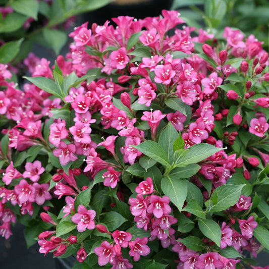 Snippet® Dark Pink Weigela is a compact, reblooming shrub adorned with clusters of vibrant pink trumpet-shaped flowers and lush green leaves, adding bright color to your garden. - Photo Courtesy of Proven Winners, Inc.