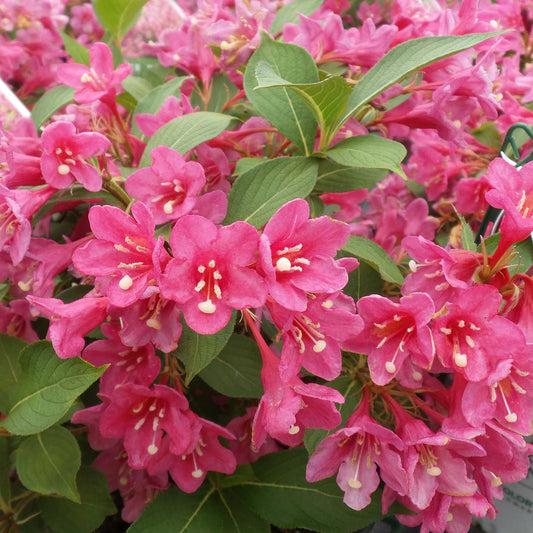 Sonic Bloom® Pink Weigela - Photo Property of Garden Crossings LLC