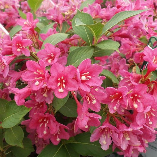 A cluster of vibrant pink flowers with yellowish-white stamens and green leaves blooms densely on the Sonic Bloom® Pink Weigela, a repeat-blooming shrub. - Photo Property of Garden Crossings LLC