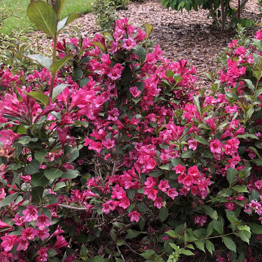 A dense, compact Sonic Bloom® Punch Weigela shrub with bright pink flowers and green leaves grows in a garden by a mulched area and grass. - Photo Property of Garden Crossings LLC