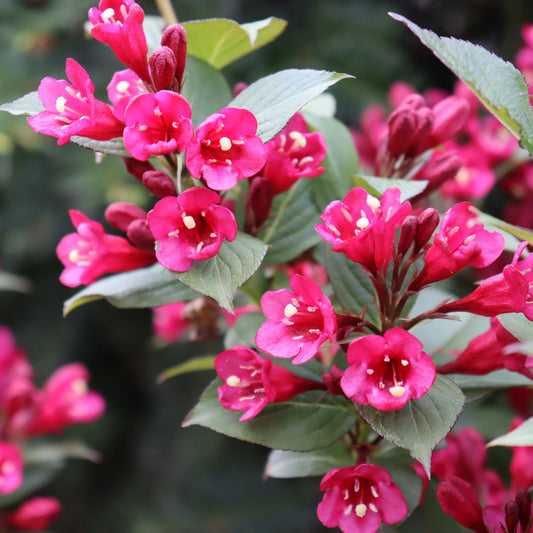 Sonic Bloom® Punch Weigela - Photo Courtesy of Proven Winners, Inc.