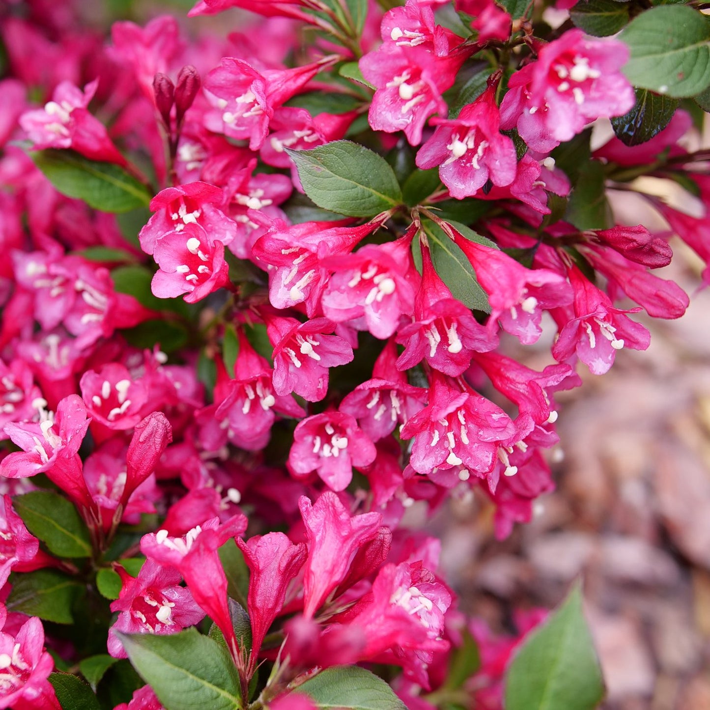 Sonic Bloom® Punch Weigela - Photo Courtesy of Proven Winners, Inc.