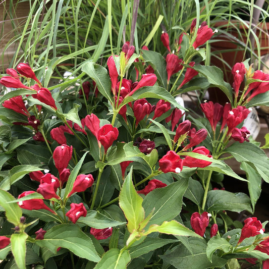 Clusters of vibrant red tubular flowers and green leaves emerge among tall, thin grass-like foliage in the garden, highlighting the beauty of repeat-blooming Sonic Bloom® Red Weigela. - Photo Property of Garden Crossings LLC