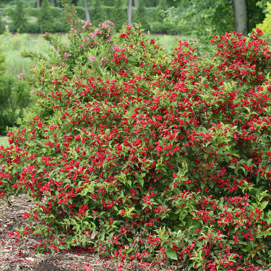 Sonic Bloom® Red Weigela is a dense flowering shrub with abundant bright red blooms and green leaves, thriving in garden beds among mulch, trees, and other plants. - Photo Courtesy of Proven Winners, Inc.