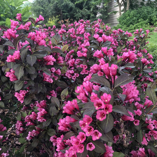 Sonic Bloom Wine® Weigela - Photo Property of Garden Crossings LLC