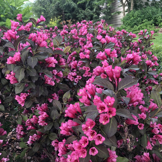 The Sonic Bloom Wine® Weigela features clusters of bright pink, trumpet-shaped flowers and dark green leaves, thriving in gardens with lush greenery and ideal near buildings - Photo Property of Garden Crossings LLC.