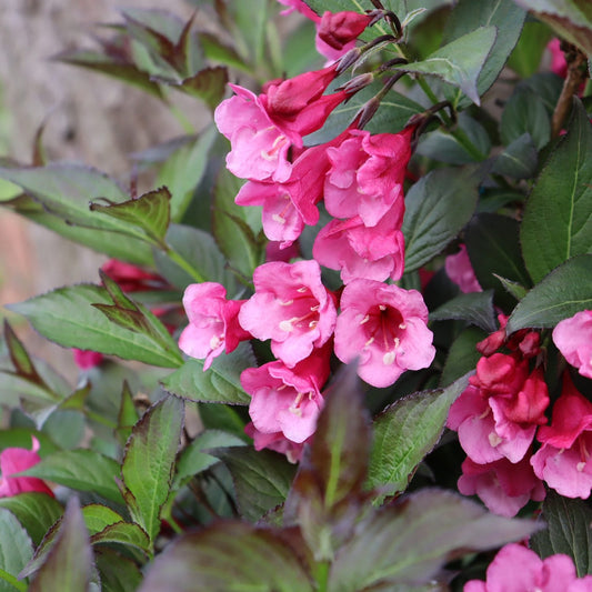 Close-up of clusters of bright pink trumpet-shaped flowers surrounded by green leaves adorn the Sonic Bloom Wine® Weigela shrub - Photo Courtesy of Proven Winners, Inc.