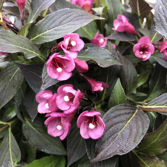 Spilled Wine® Weigela - Photo Property of Garden Crossings LLC