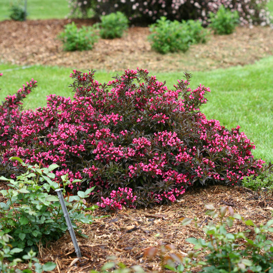 Spilled Wine® Weigela - Photo Courtesy of Proven Winners, Inc.