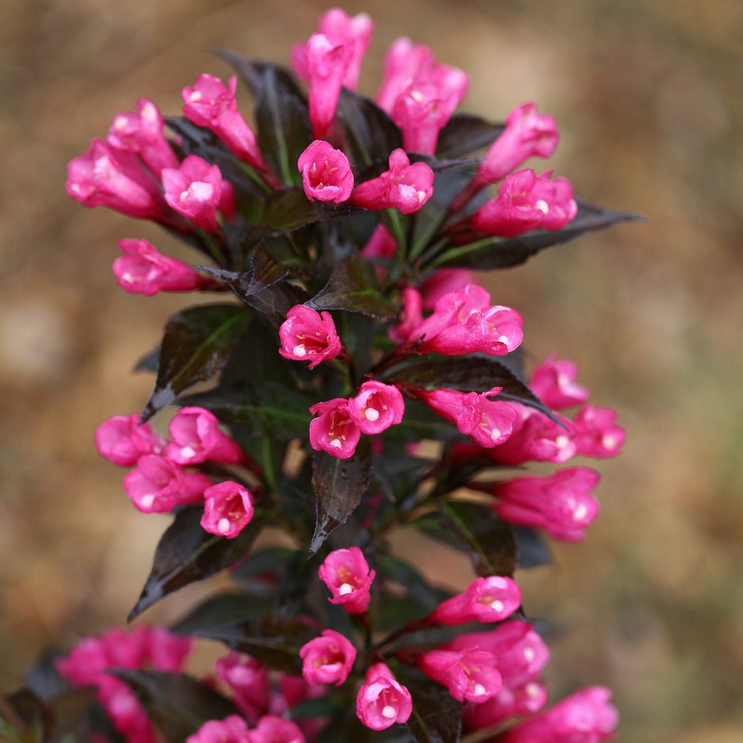Close-up of Spilled Wine® Weigela is a deer resistant shrub with vibrant pink trumpet-shaped flowers and glossy dark green leaves, standing out against a blurred brown and green background. - Photo Courtesy of Proven Winners, Inc.