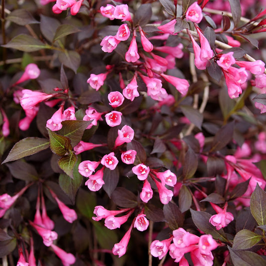 Very Fine Wine® Weigela - Photo Courtesy of Proven Winners, Inc.