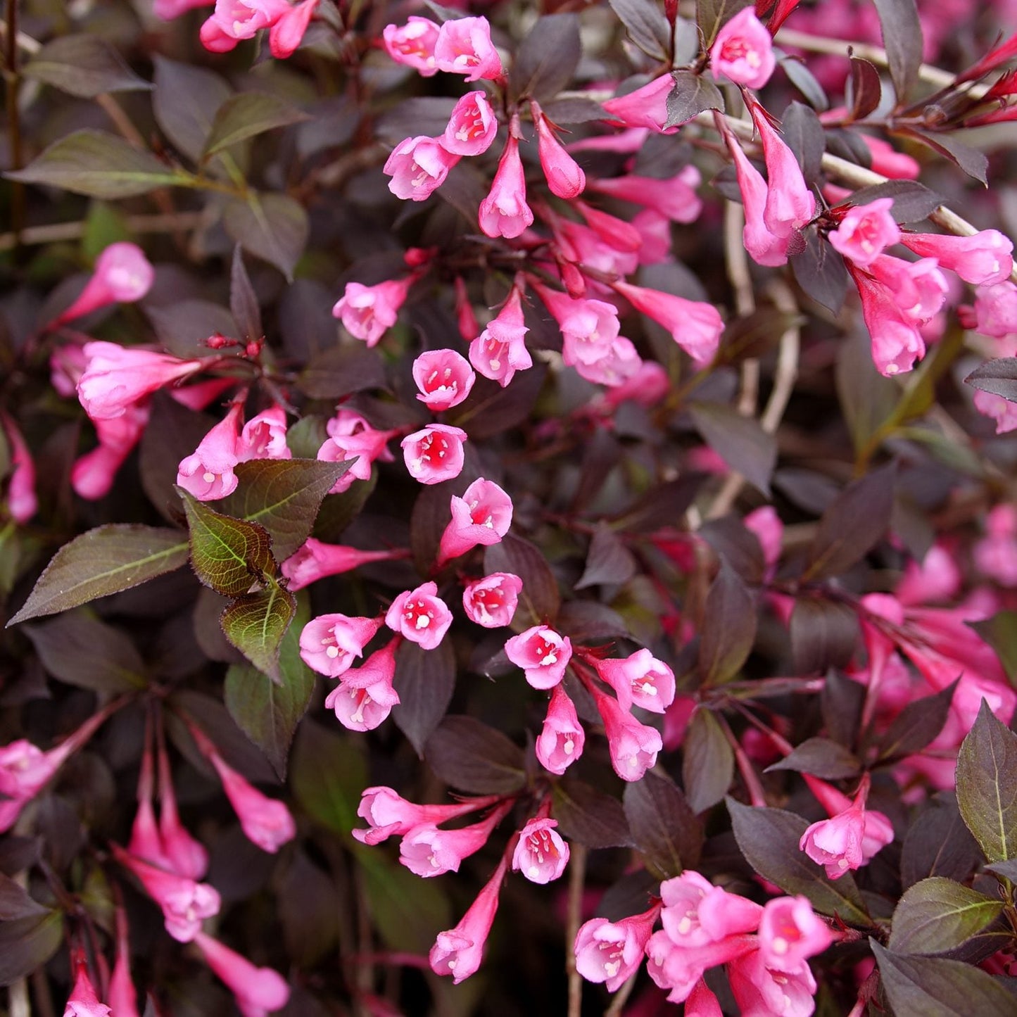 Very Fine Wine® Weigela displays clusters of pink, trumpet-shaped flowers among dark green and burgundy foliage, creating a vibrant, lush accent ideal for any garden. - Photo Courtesy of Proven Winners, Inc.