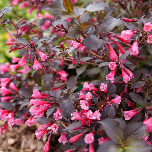 Very Fine Wine® Weigela features dark purple leaves and clusters of tubular pink flowers, making this Proven Winners shrub a real standout. Greenery and mulch are softly blurred in the background. - Photo Courtesy of Proven Winners, Inc.