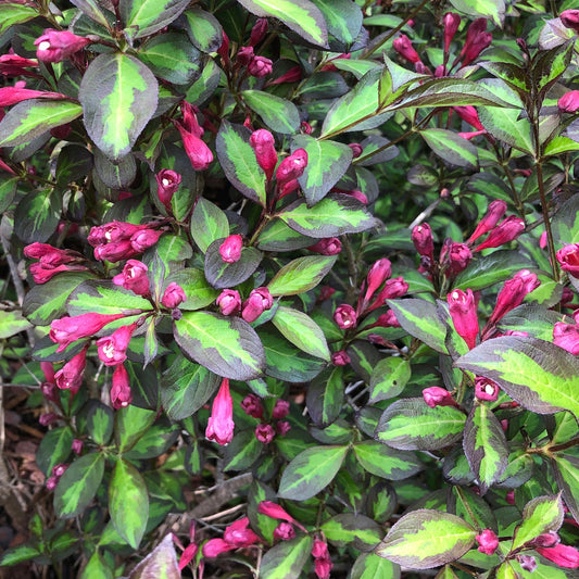 Dense green foliage with variegated leaves and clusters of pink, tubular flower buds make Vinho Verde® Weigela a vibrant and colorful variegated shrub for any garden - Photo Property of Garden Crossings LLC.