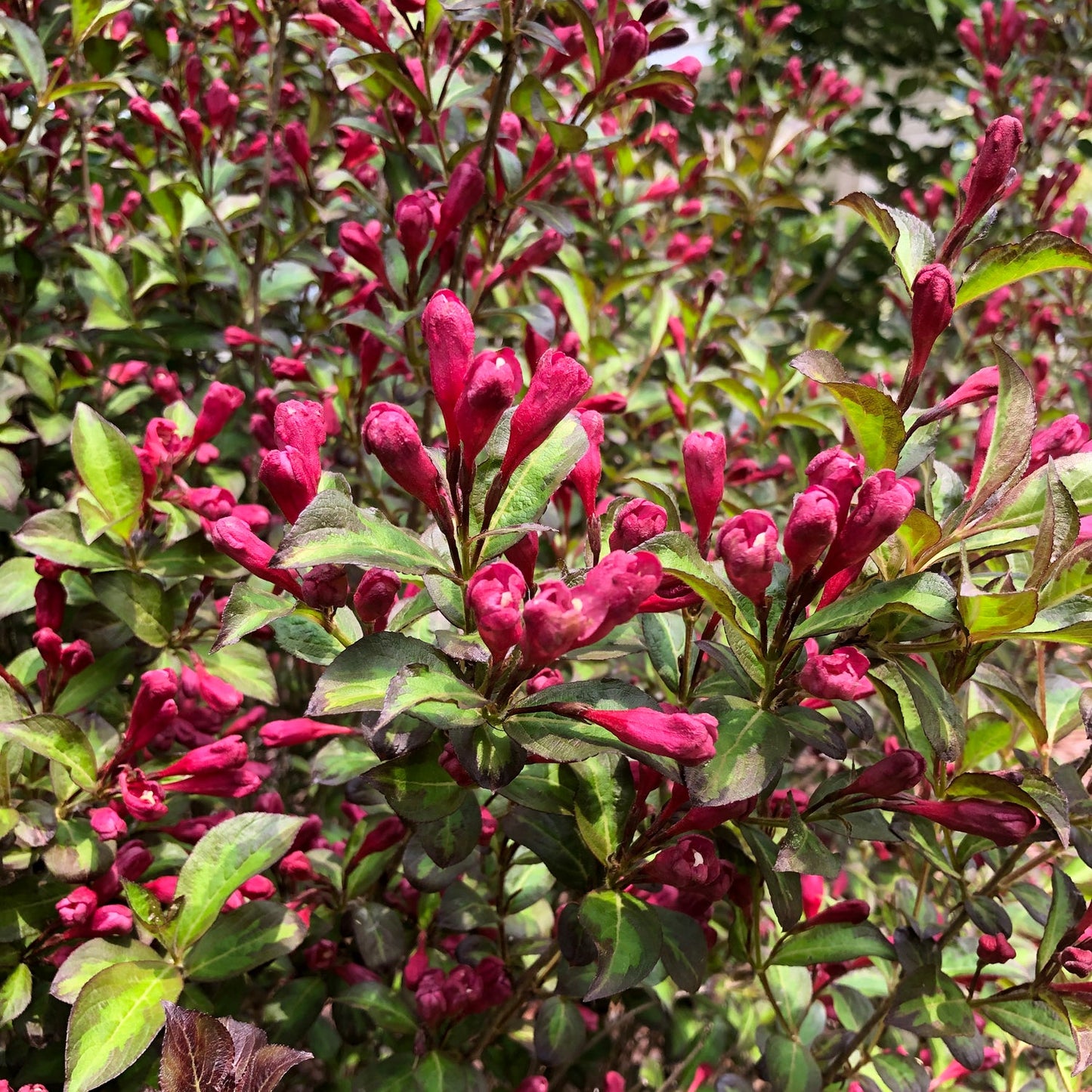 Vinho Verde® Weigela features elongated clusters of bright pink-red flower buds and green leaves with reddish edges in natural sunlight - Photo Property of Garden Crossings LLC.