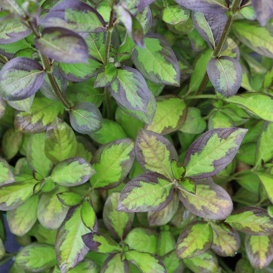 Close-up of Vinho Verde® Weigela's dense green leaves edged and veined in purple, offering a striking contrast creatomg vibrant, eye-catching foliage - Photo Courtesy of Proven Winners, Inc.