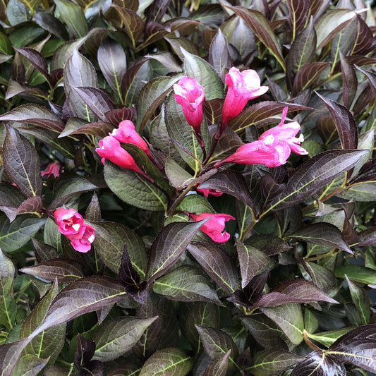 Wine & Roses® Weigela - Photo Property of Garden Crossings LLC