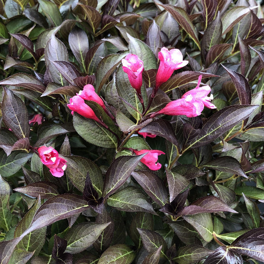 Close-up of several Wine & Roses® Weigela blooms featuring pink, trumpet-shaped blooms, dark green lance-shaped leaves, and subtle undertones of purple-brown and burgundy in its foliage. - Photo Property of Garden Crossings LLC